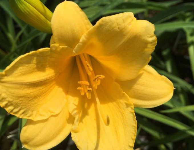 Ľaliovka ´Stella ´d´Oro´