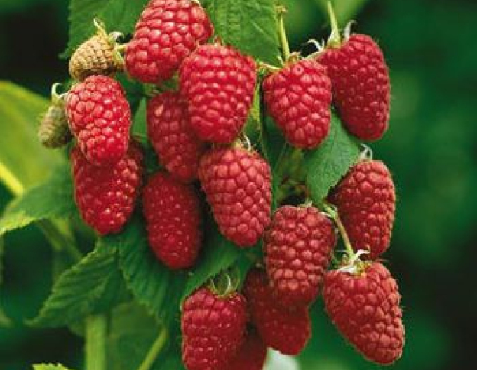 Malina červená ´Autumn Bliss´ STÁLORODIACA