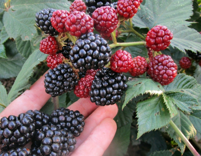 Černica ´Čačanska Bestrna´