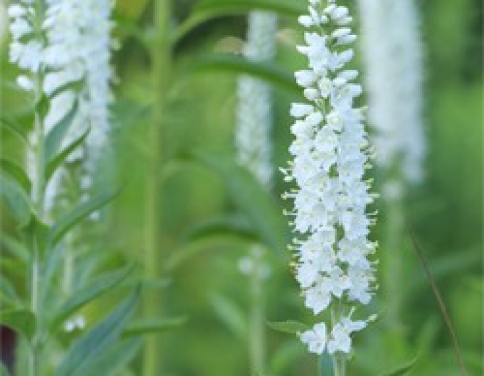 Veronika klasnatá ´White´