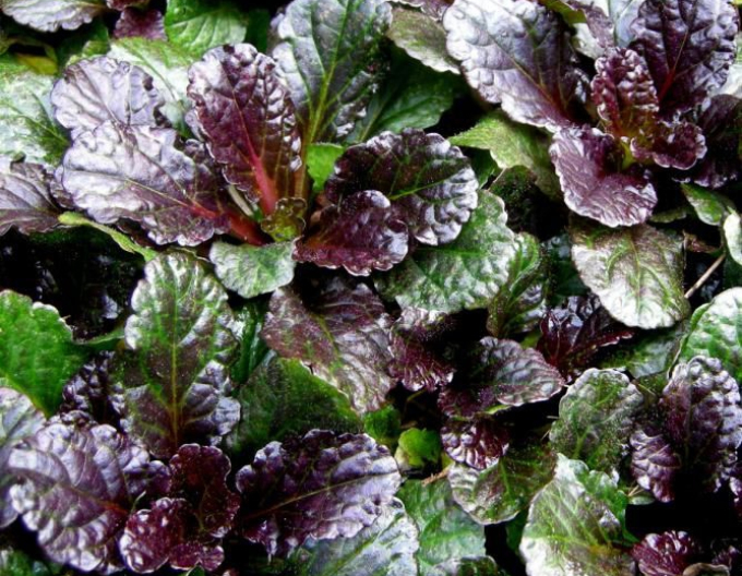 Zbehovec plazivý ´Black Scallop´