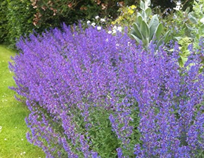 Kocúrnik ´Senior´