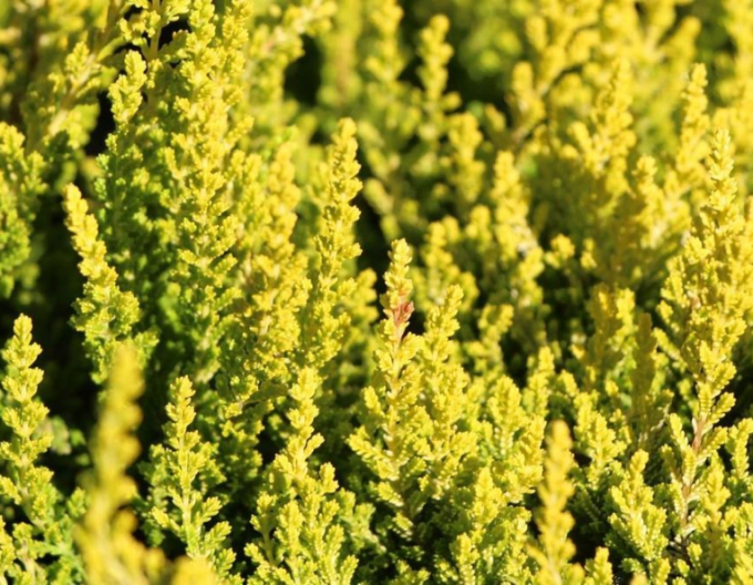 Vres obyčajný ´Zeta´