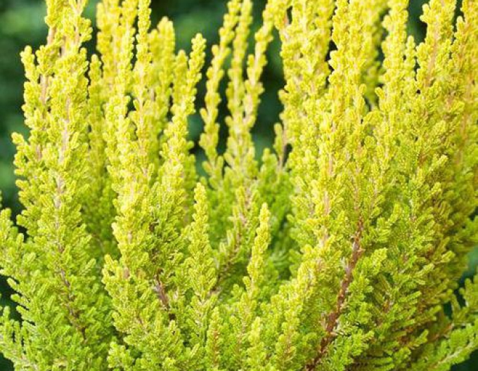 Vres obyčajný ´Zeta´