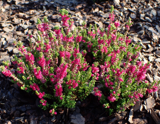 Vres obyčajný ´Dark Beauty´