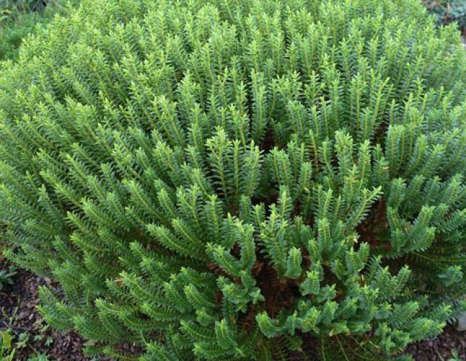 Hebe ´New Zeland Gold´