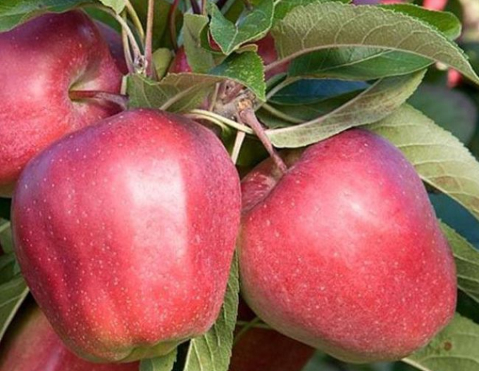 Jabloň ´Gloster´ zimná, podp. M26, kont. 5l