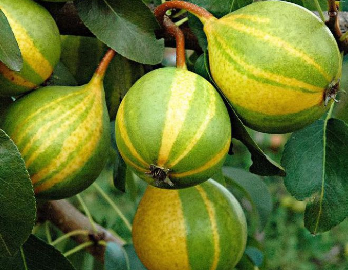 Hruška ´Schweizer Hose´ jesenná, podp. Dula, kont. 5l