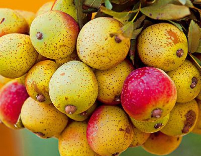 Oskoruša ´Hrušková´, podp. Oskoruša semenáč, voľnok.