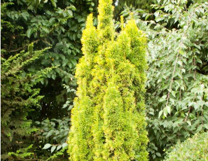 Tis obyčajný ´David´