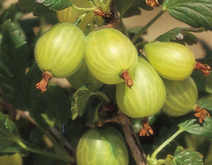 Egreš biely "Invicta" stromčekový 2l