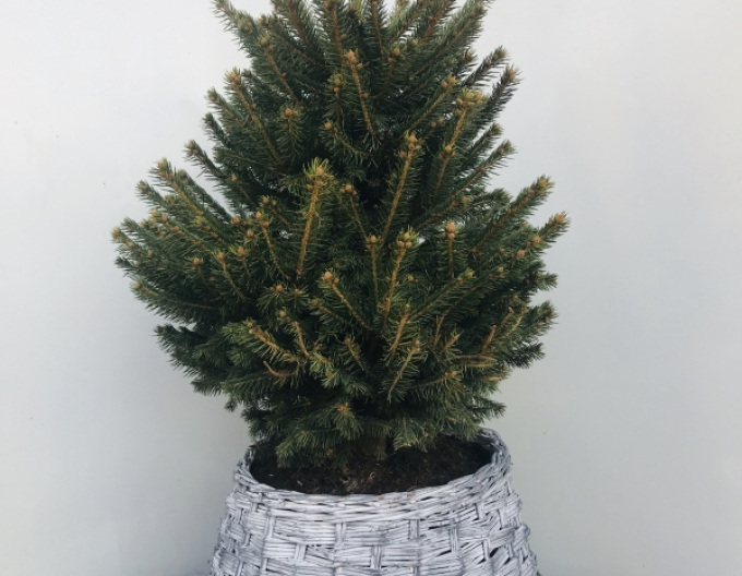 Prútený kôš  bielo-šedý