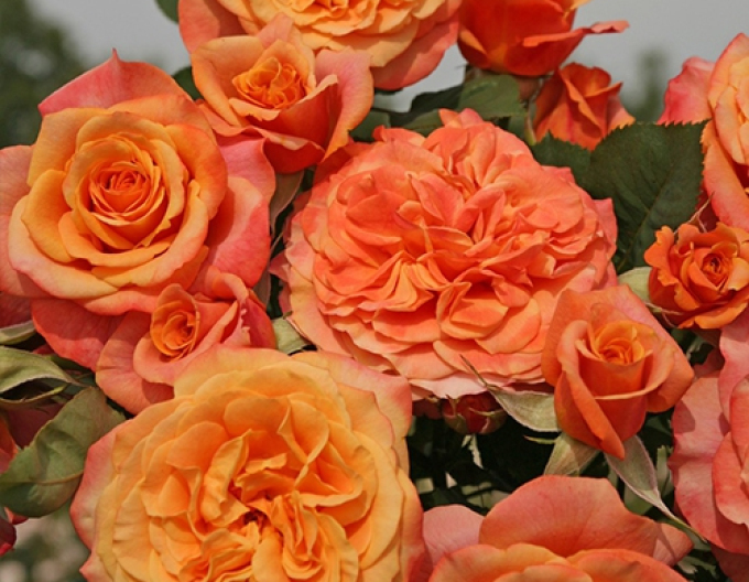 Ruža ´La Villa Cotta´