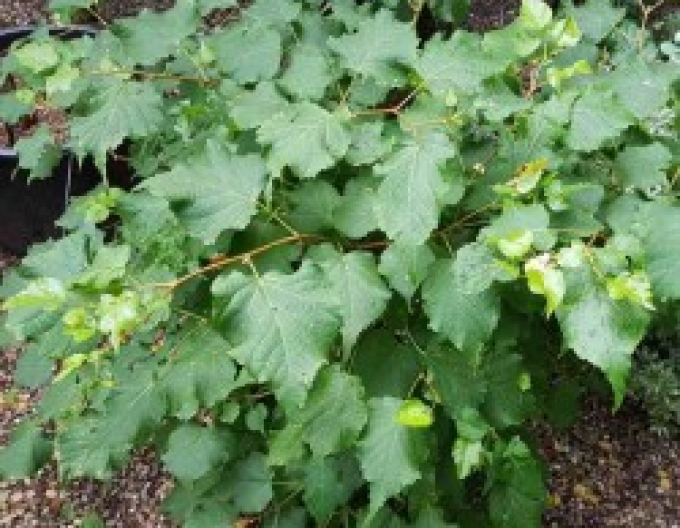 Lipa malolistá ´Green Globe´