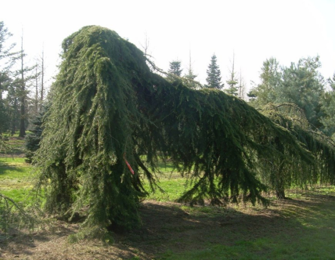 Céder himalájsky ´Pendula´