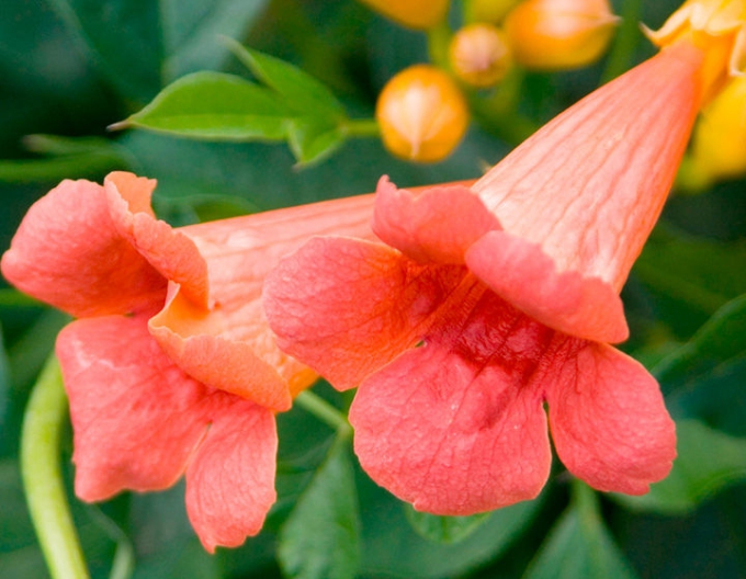 Trubkovec ´Madame Galen´