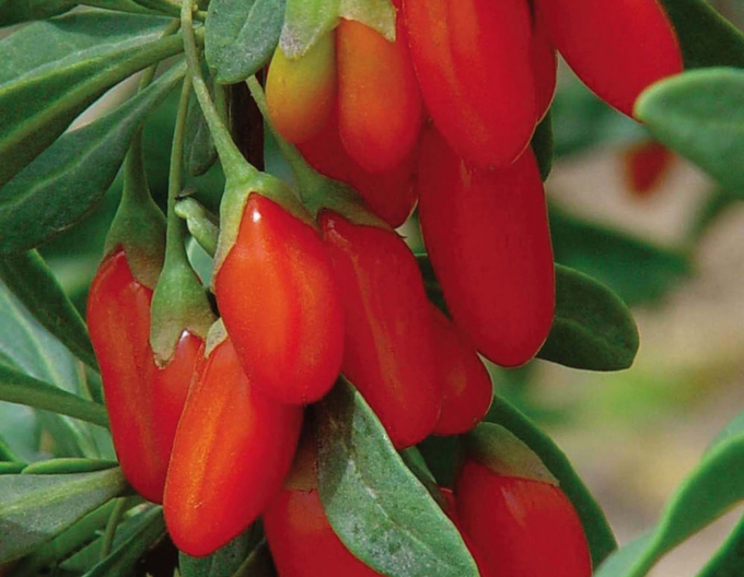 Kustovnica čínska ´Sweet Lifeberry´