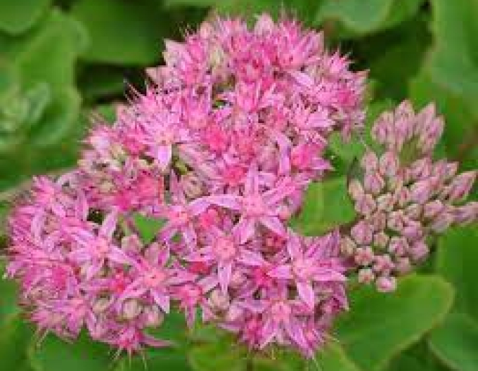 Rozchodník ´Carl´ 1l