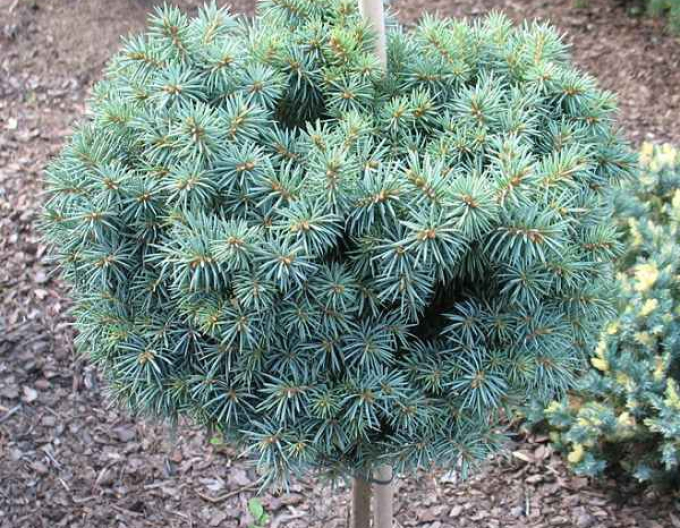 Smrek pichľavý ´Pali´ na kmienku