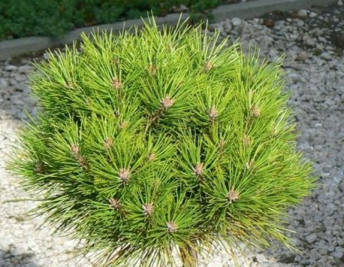 Borovica čierna ’ Brepo´