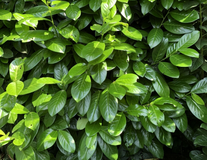 Vavrínovec lekársky ´Novita´ 4L