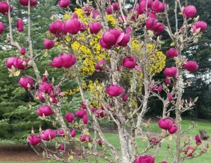 Magnólia ´Black Tulip´