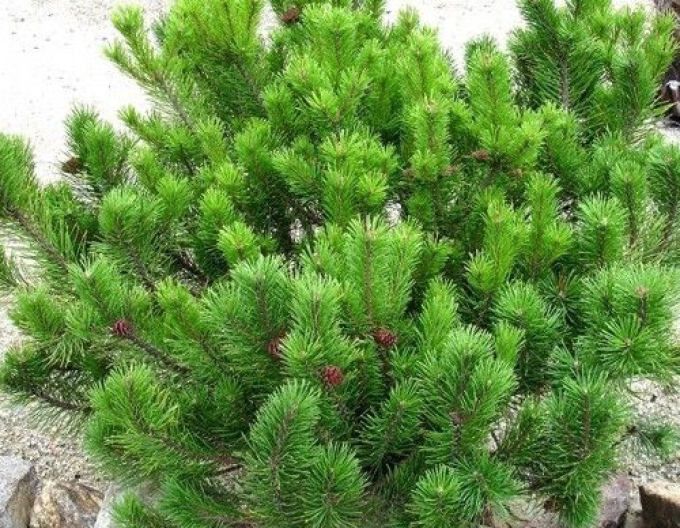 Borovica horská (kosodrevina) 80cm