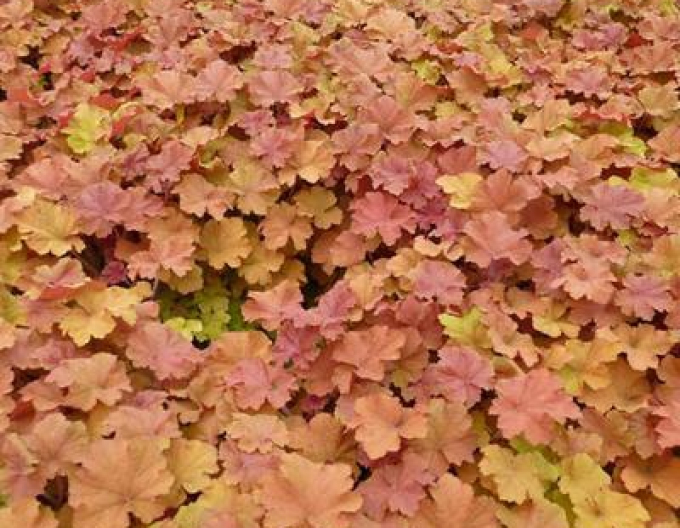 Heuchera hybridná ´Amberosus´