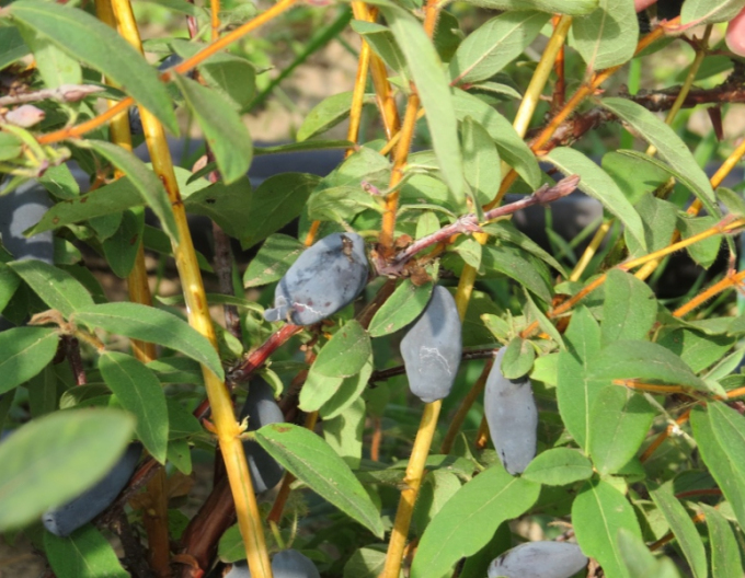 Zemolez kamčatský ´Vostorg´