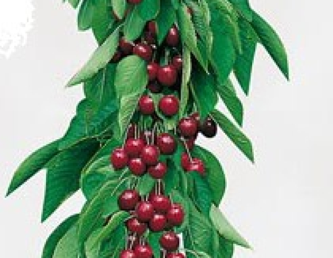 Višňa stĺpovitá ´Tmavá´