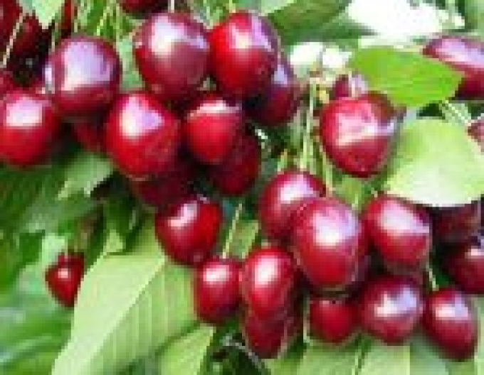 Višňa stĺpovitá ´Tmavá´