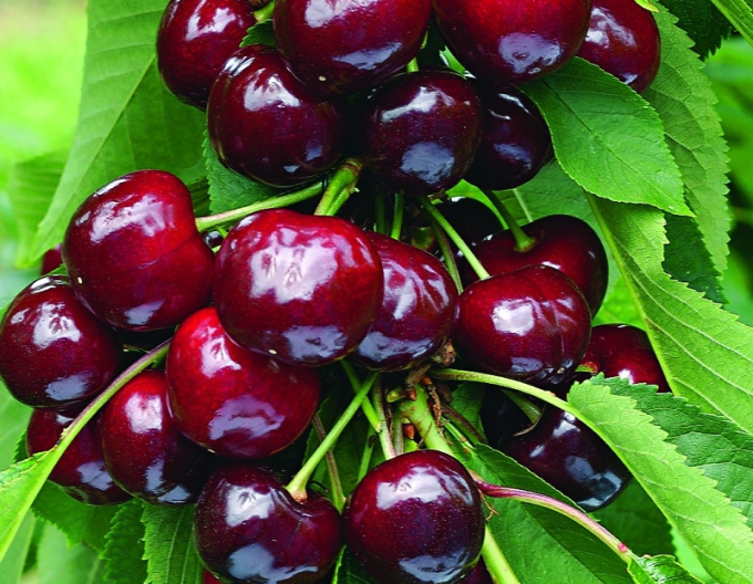 Čerešňa ´Tamara´ Stĺpovitá zakrpatená neskorá