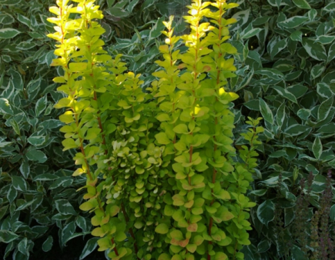 Dráč Thunbergov "Golden Rocket"