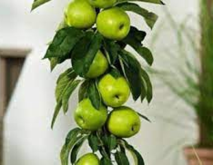 Jabloň stĺpová ´Greencats´ jesenná