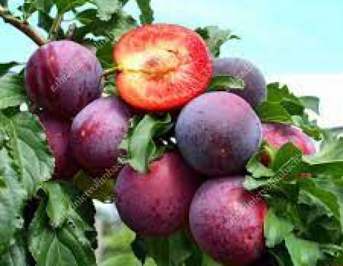 Slivka sibírska ´Kometa´,podp. Myrobalán voľnok.