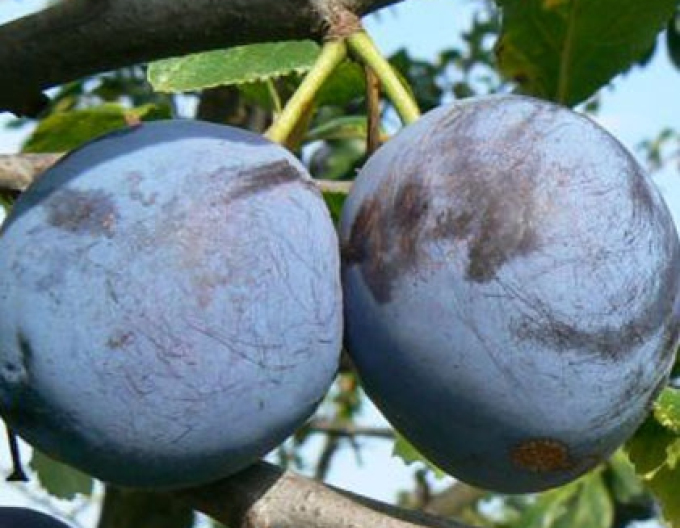 Slivka "President" jesenná, podp. Myrobalán, kont. 5l