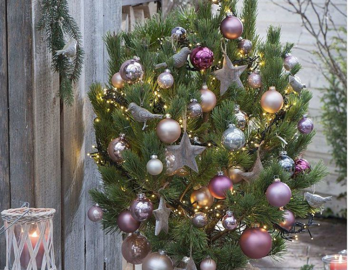 Borovica čierna 60/80cm, kont.