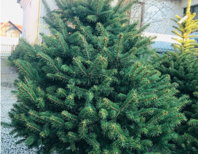 Smrek pichľavý 100/125 cm, kont.