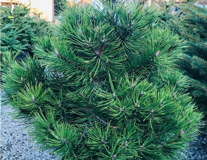 Borovica čierna 80/100 cm, kont.