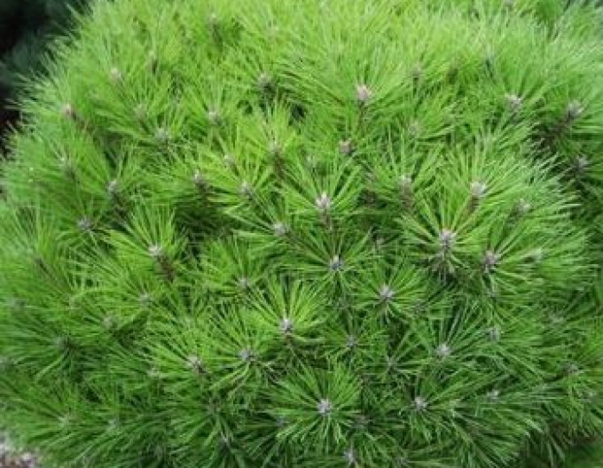 Borovica čierna ´Brepo´ na kmienku 80cm