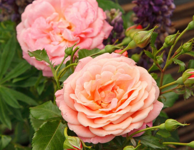 Ruža ´Peach Melba´