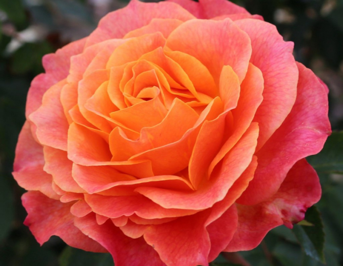 Ruža ´Better Times´