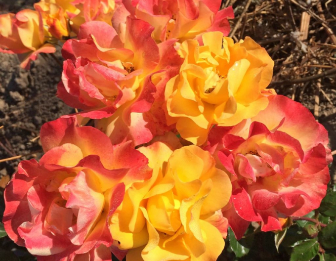 Ruža ´Bright Smiles´