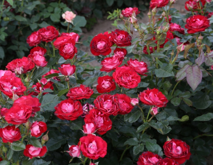 Ruža ´Rose der Einheit´