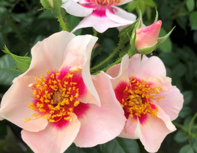 Ruža ´SEE YOU in Red´