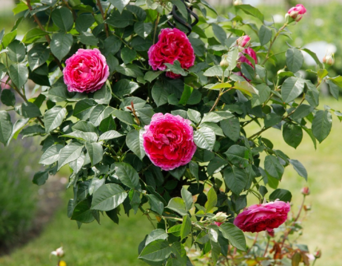 Ruža ´Freifrau Caroline´