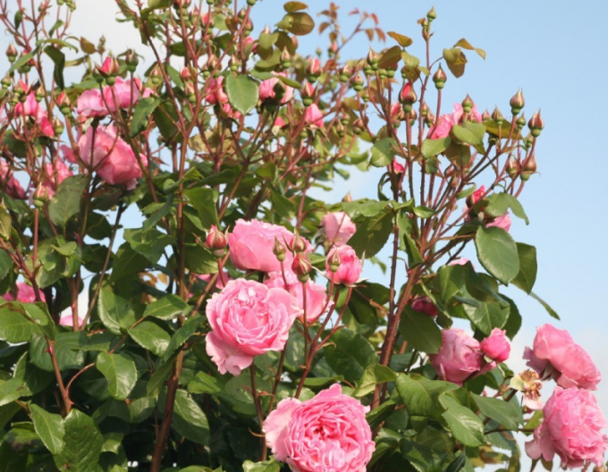 Ruža ´Kiss me Kate´