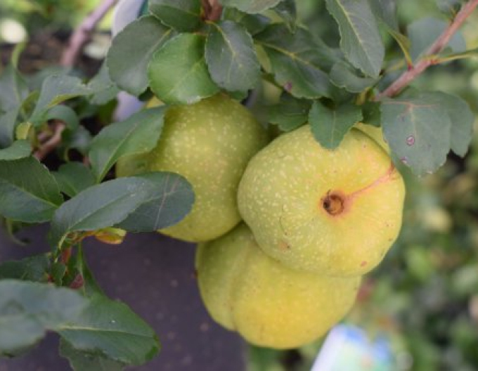 Dulovec japonský ´Sargentii´