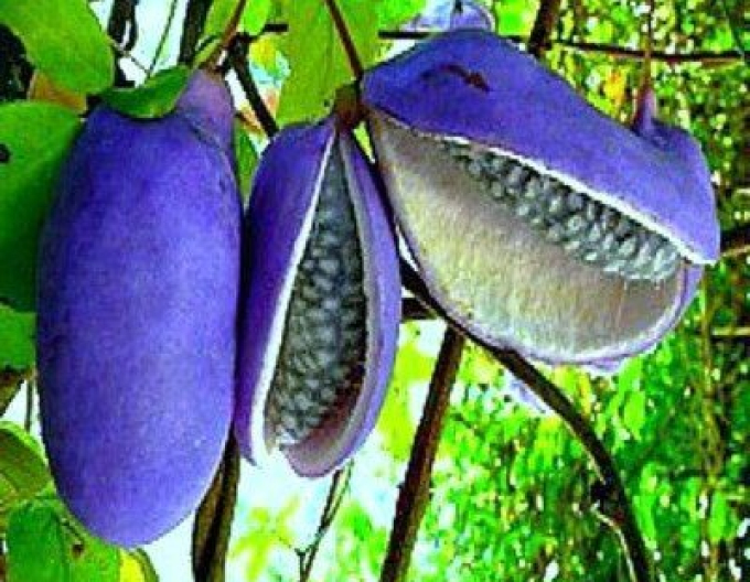 Akebia trojpočetná