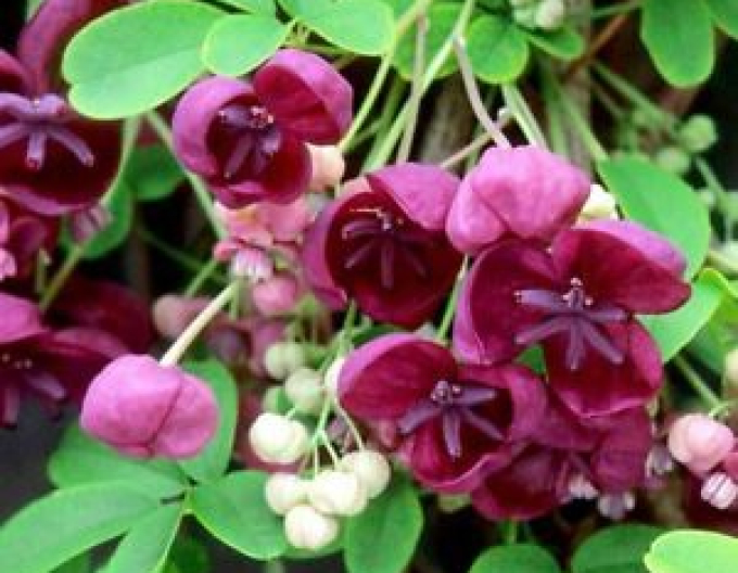 Akebia trojpočetná